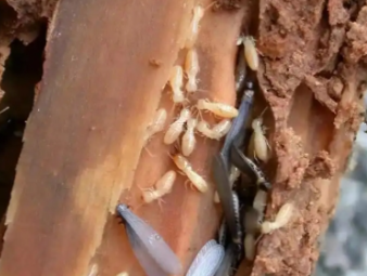 西青白蚁防治公司分享装修防虫必修课：全屋白蚁预防，筑牢家居长期防护屏障